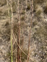 Setaria distans