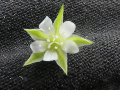 Moehringia trinervia