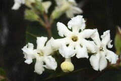 Roigella correifolia