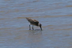 Limnodromus semipalmatus