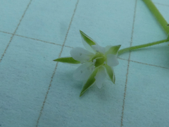 Moehringia trinervia