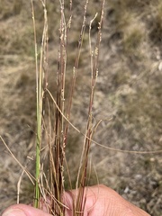Setaria distans