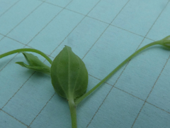 Moehringia trinervia