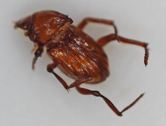 Paracorythoderus marshalli
