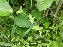 Moehringia trinervia