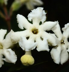 Roigella correifolia