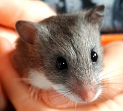 Saccostomus campestris