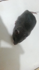 Saccostomus campestris