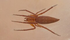 Eustala fuscovittata