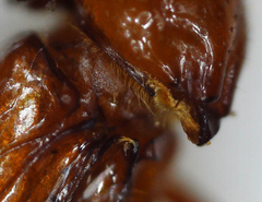 Paracorythoderus marshalli