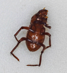 Paracorythoderus marshalli