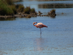 Phoenicopterus ruber