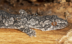 Strophurus intermedius