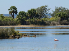 Phoenicopterus ruber