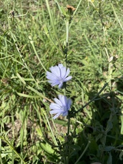 Cichorium