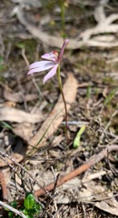 Caladenia fuscata