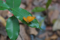 Cirrochroa tyche mithila
