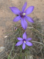 Aristea ecklonii