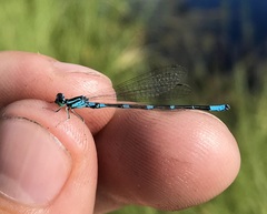 Coenagrion johanssoni
