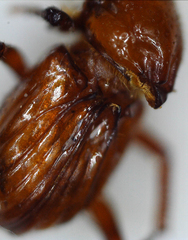 Paracorythoderus marshalli