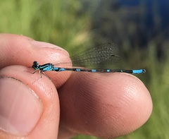 Coenagrion johanssoni