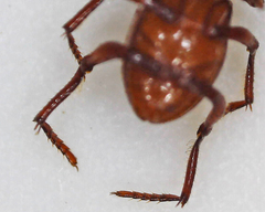Paracorythoderus marshalli