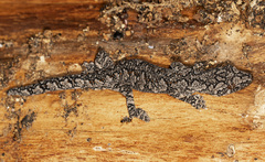 Strophurus intermedius