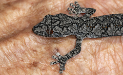 Strophurus intermedius