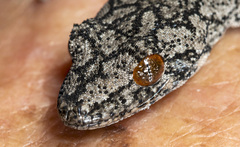 Strophurus intermedius