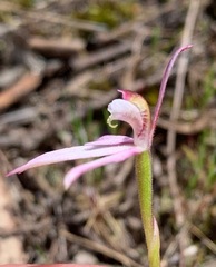 Caladenia fuscata