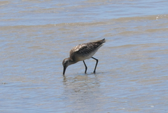 Limnodromus semipalmatus