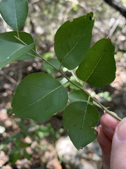 Capparis arborea