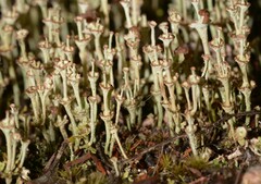 Cladonia verticillata