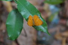Cirrochroa tyche mithila