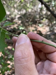 Capparis arborea