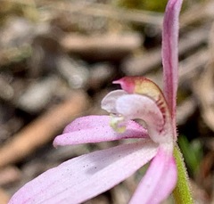 Caladenia fuscata