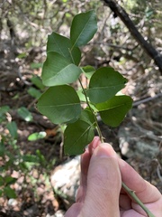 Capparis arborea