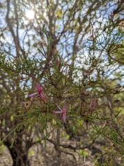 Calytrix exstipulata