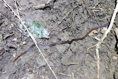 Calliophis intestinalis