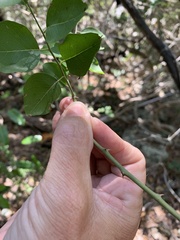 Capparis arborea
