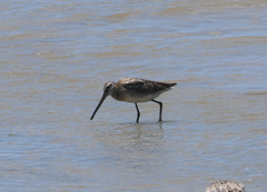 Limnodromus semipalmatus