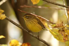Setophaga palmarum hypochrysea