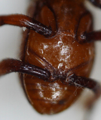 Paracorythoderus marshalli