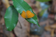 Cirrochroa tyche mithila