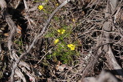 Hibbertia virgata