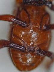 Paracorythoderus marshalli