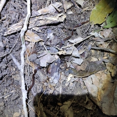 Calliophis intestinalis