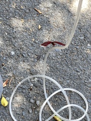 Neurothemis taiwanensis