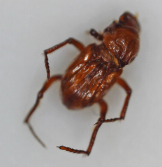 Paracorythoderus marshalli