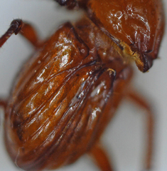Paracorythoderus marshalli